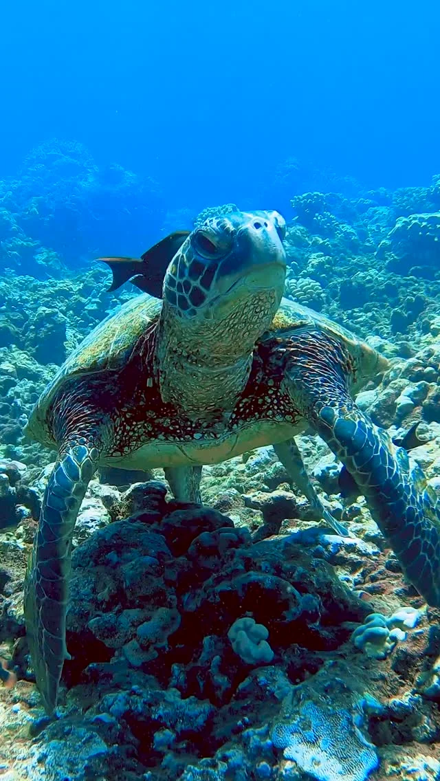🐢✨ Ever swam alongside a Hawaiian Green Sea Turtle? It’s one of the most magical things you can experience in Maui! 💦💚

Our guests say snorkeling with turtles is the highlight of their trip—and we totally agree! 🏝️ With our daily Maui Snorkel Report, we help you get to the right beach, at the right time, for the best chances to spot these incredible creatures. 🐢🌊

Want to join the adventure?

👇 Comment “Turtle” below and we’ll get you signed up for our FREE Maui Snorkel Report!
📬 Live beach cams, updated conditions & pro tips delivered to your inbox every morning!

Let’s get #TurtleReady 🐢🌺

#maui #hawaii #snorkelreport #mauinokaoi