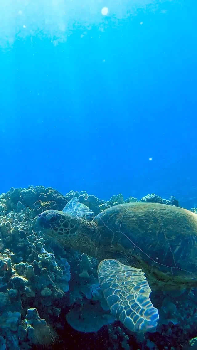 🌊🐢 Weekend Vibes + Turtles = Perfection! 🐢🌊

It’s the weekend in Maui, and the ocean is calling! There’s no better way to soak it all in than snorkeling with Hawaiian green sea turtles 🐢✨

Grab your snorkel gear, follow our daily Snorkel Report to the right beach, and glide through crystal-clear waters with these gentle giants. It’s the kind of magic you’ll never forget 💙

Want in on a sweet deal?

🎁 Comment “FREEBIE” below and we’ll send you a 50% OFF coupon to get Turtle Ready with us at The Snorkel Store!

Let’s make this a weekend to remember.

Snorkel. Smile. Repeat. 🌺

#maui #hawaii #turtleready #weekend #turtle