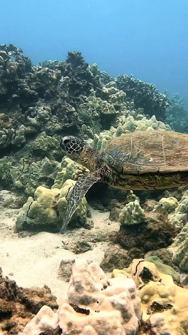 Happy Father’s Day from Maui! 🌊

To all the rad dads out there—thank you for the piggyback rides, the beach snacks, and teaching us how to cannonball just right. 🏖️

If you’re celebrating on island, swing by The Snorkel Store and we’ll get you #TurtleReady!

Mahalo, Dad 💙

#FathersDay #Maui #TheSnorkelStore #BeachDay