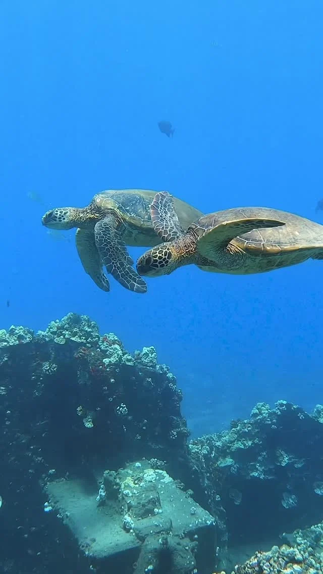 This is what dreams are made of 🤩

We love our Honu and we love #TurtleTuesday 

#maui #turtleready #hawaii #mauinokaoi